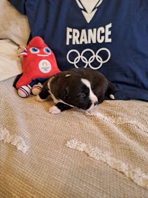 Les chiots de Welsh Corgi Cardigan