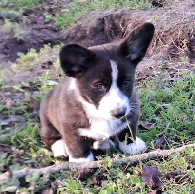 Les chiots de Welsh Corgi Cardigan