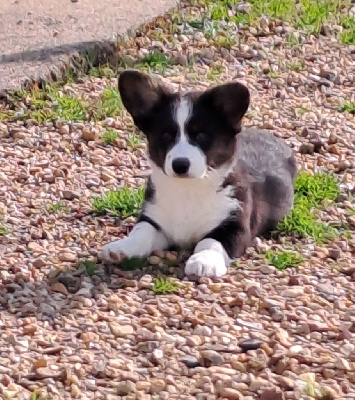 Vison - Welsh Corgi Cardigan