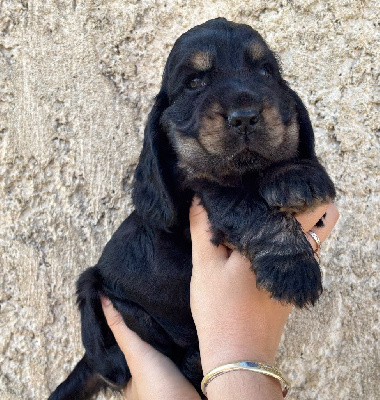 Les chiots de Cocker Spaniel Anglais