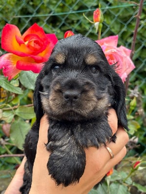 Les chiots de Cocker Spaniel Anglais