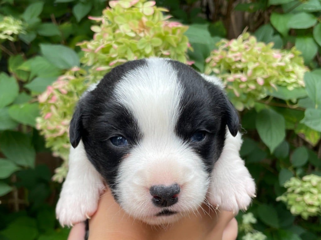 CHIOT 3 - Welsh Corgi Cardigan