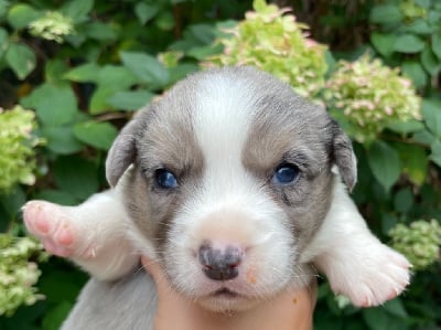 Les chiots de Welsh Corgi Cardigan