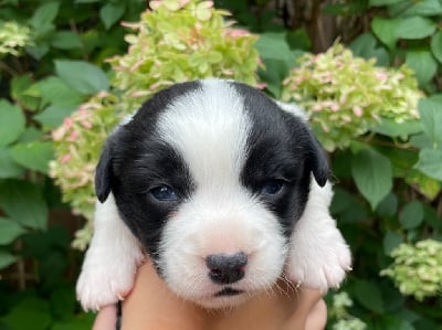 Les chiots de Welsh Corgi Cardigan