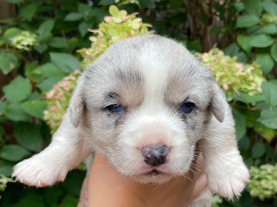 Les chiots de Welsh Corgi Cardigan