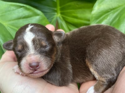 Les chiots de Berger Américain Miniature 