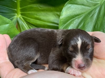 Les chiots de Berger Américain Miniature 