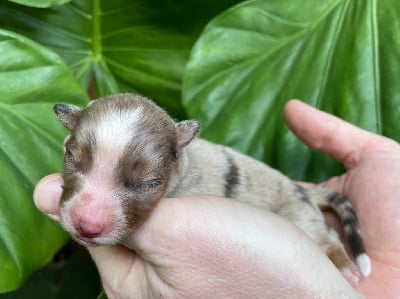 Les chiots de Berger Américain Miniature 