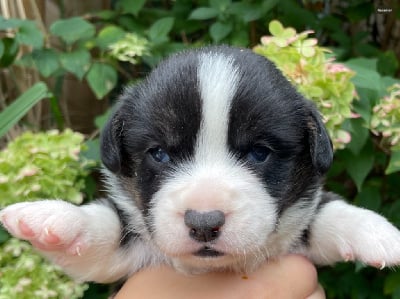 Les chiots de Welsh Corgi Cardigan