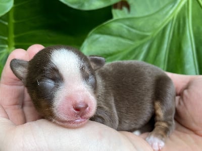 Les chiots de Berger Américain Miniature 