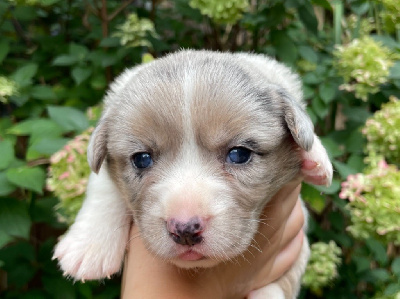 Les chiots de Welsh Corgi Cardigan