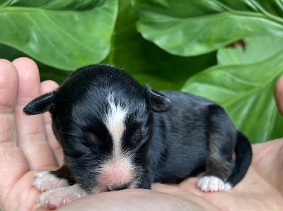 Les chiots de Berger Américain Miniature 