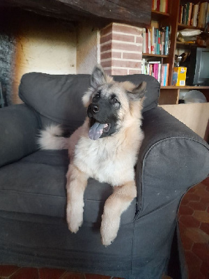 Les chiots de Eurasier