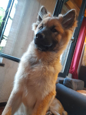 Les chiots de Eurasier