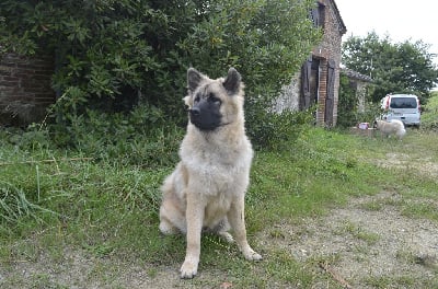 Les chiots de Eurasier