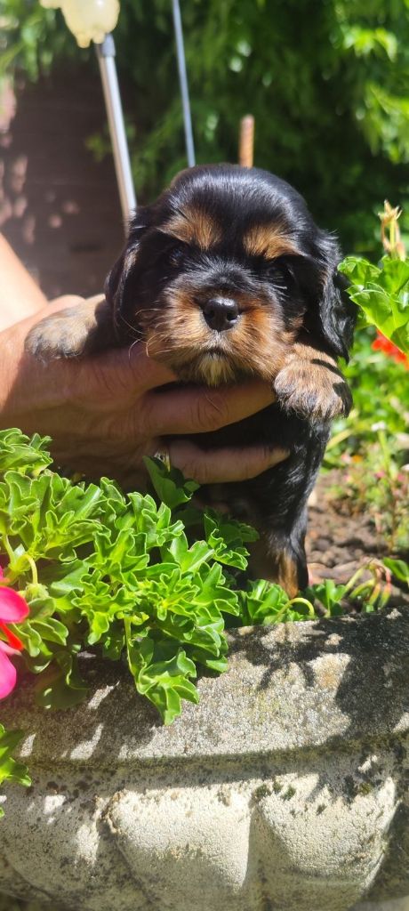 CHIOT 5 - Cavalier King Charles Spaniel