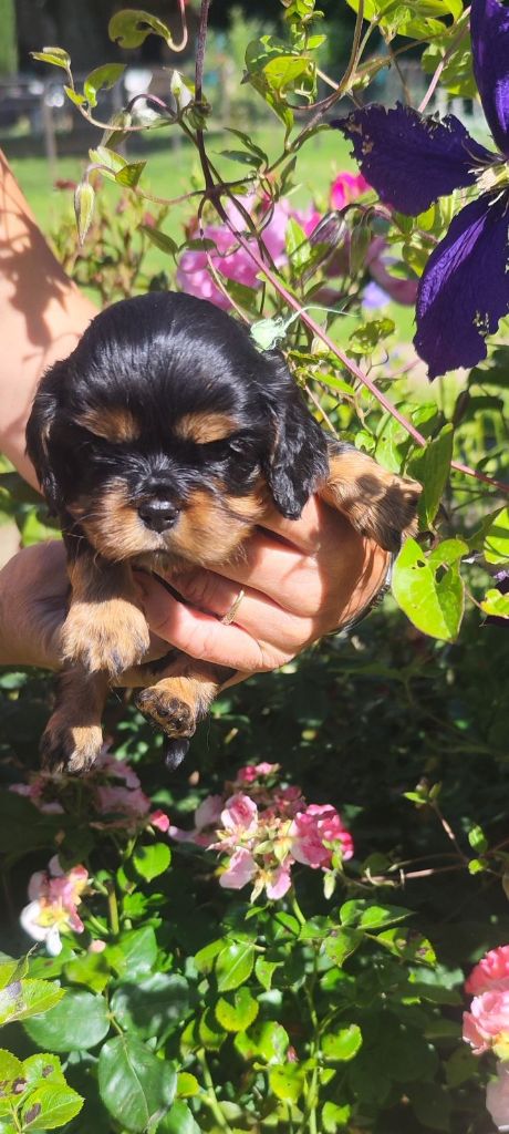 CHIOT 2 - Cavalier King Charles Spaniel