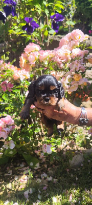 Les chiots de Cavalier King Charles Spaniel