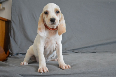 Les chiots de Porcelaine