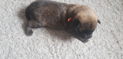 CHIOT 1 Collier Orange - Eurasier