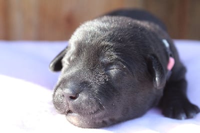 Les chiots de Labrador Retriever