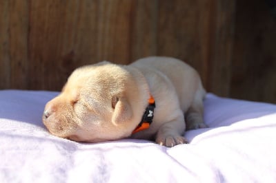 Les chiots de Labrador Retriever