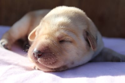 Les chiots de Labrador Retriever