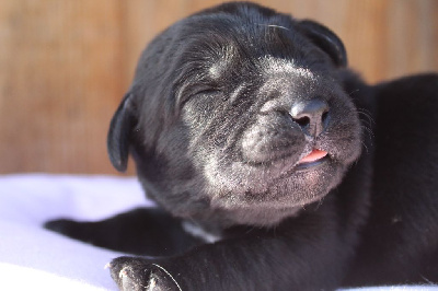 Les chiots de Labrador Retriever