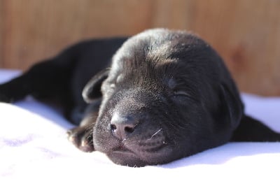 Les chiots de Labrador Retriever