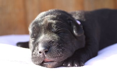 Les chiots de Labrador Retriever