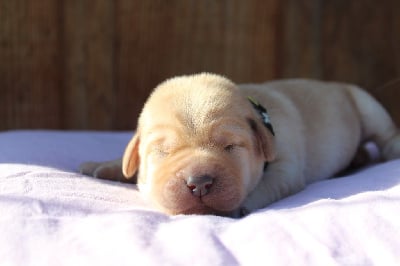 Les chiots de Labrador Retriever