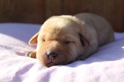 Les chiots de Labrador Retriever