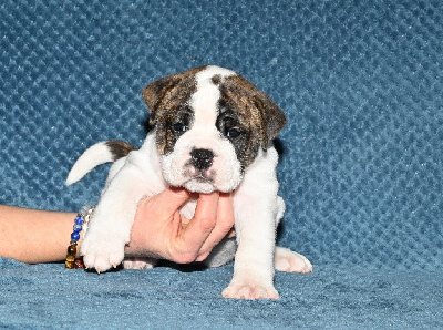 Les chiots de Bulldog continental