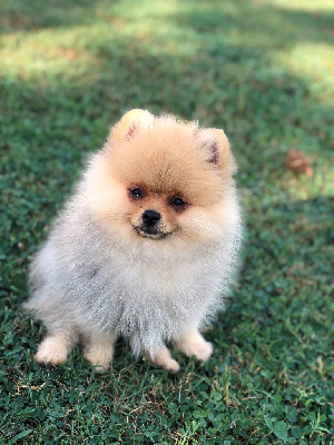 Les chiots de Spitz allemand