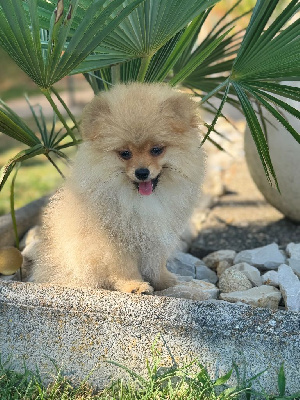 Les chiots de Spitz allemand