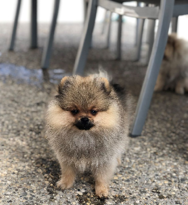 Les chiots de Spitz allemand