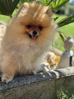 Les chiots de Spitz allemand