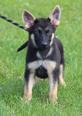 Les chiots de Berger Allemand