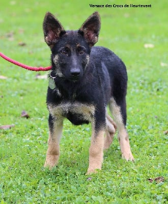 Les chiots de Berger Allemand