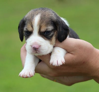 Les chiots de Beagle