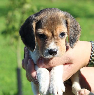 Les chiots de Beagle