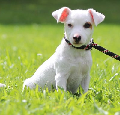 Les chiots de Jack Russell Terrier