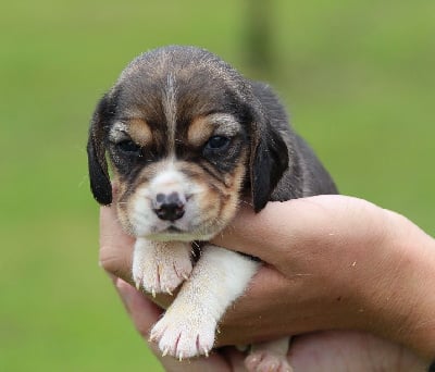 Les chiots de Beagle