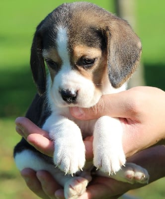 Les chiots de Beagle