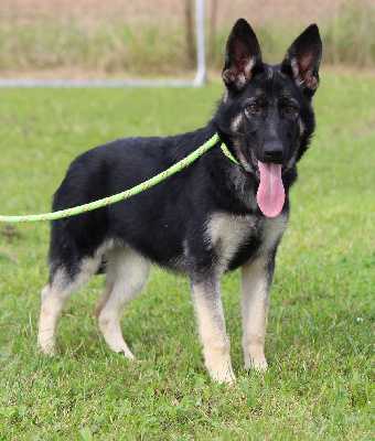 Les chiots de Berger Allemand