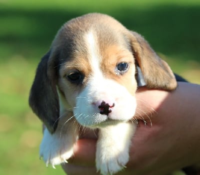 Les chiots de Beagle