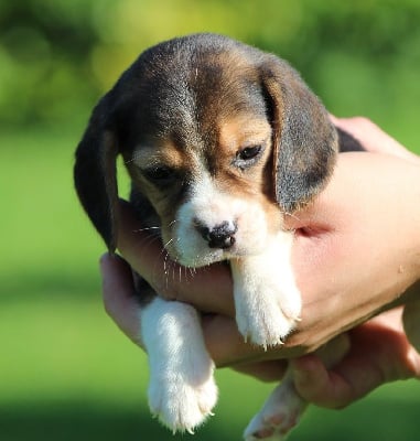 Les chiots de Beagle