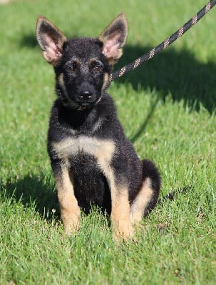 Les chiots de Berger Allemand