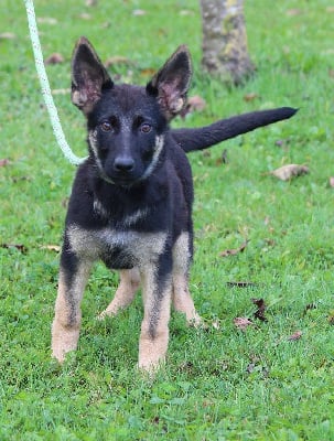 Les chiots de Berger Allemand