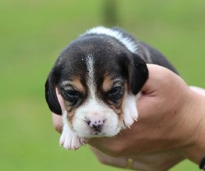 Les chiots de Beagle